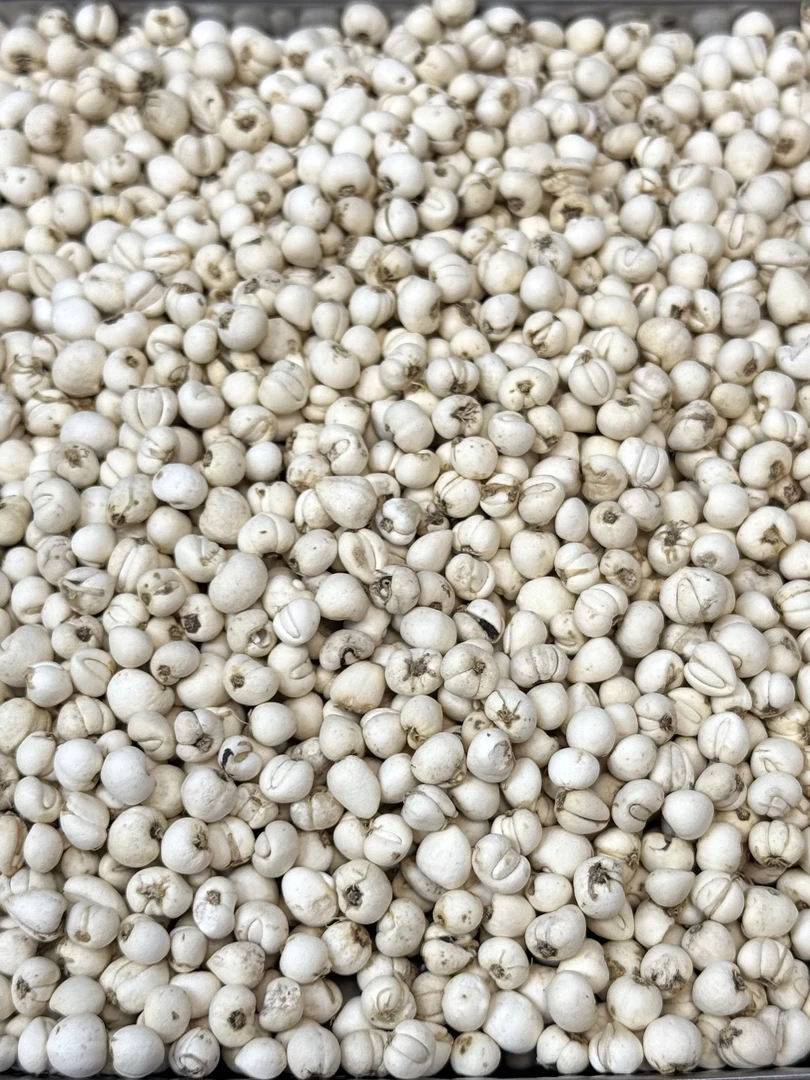 【宽少精选】四川阿坝州 大自然 川贝     桃胶