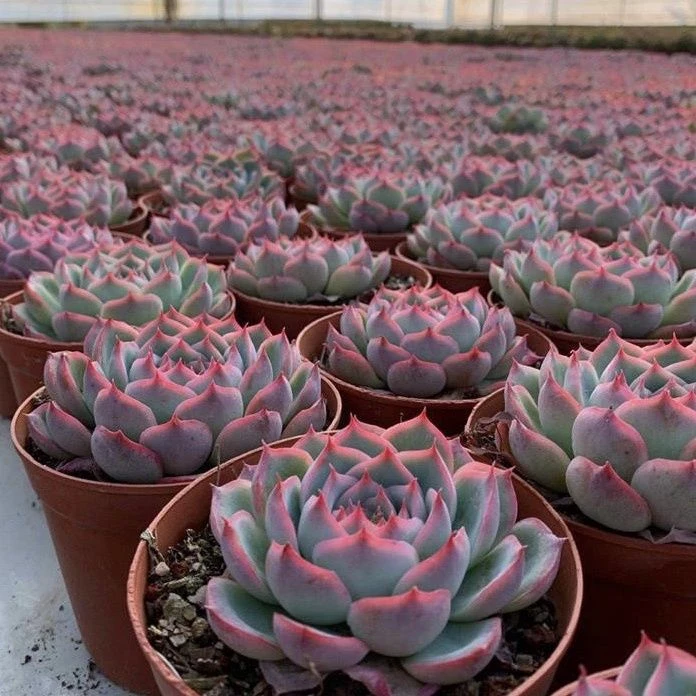 暗冰老桩多肉  好看好养  上颜色特别美