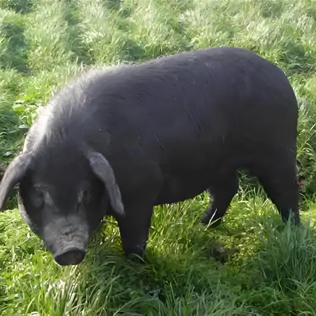 贵州农家熟食粮食黑土猪肉3