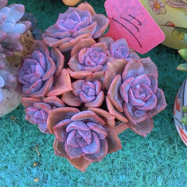 是因为他们没有勇气离开