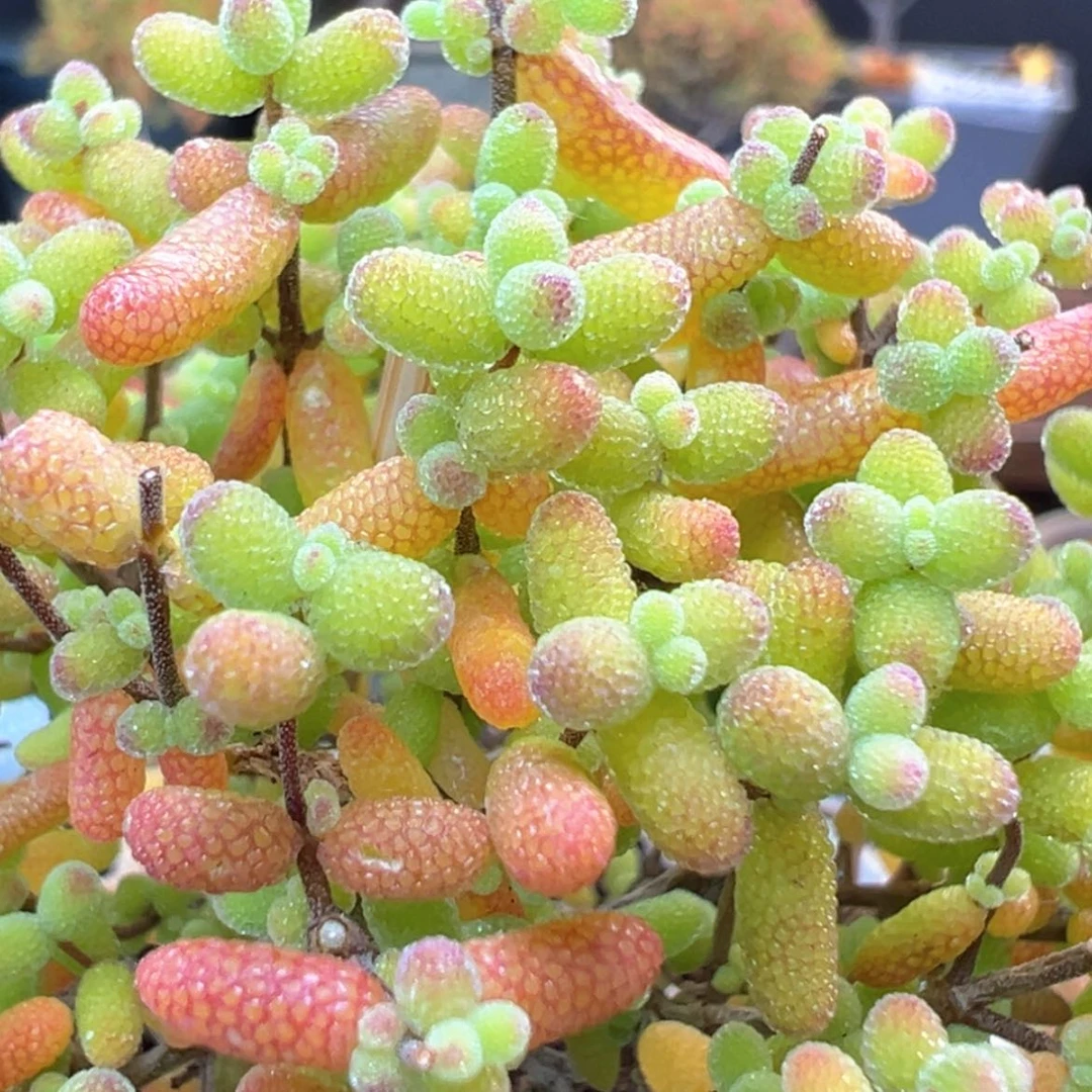 【闪购商品】dy6242金桔糖球冠幅9cm不含盆