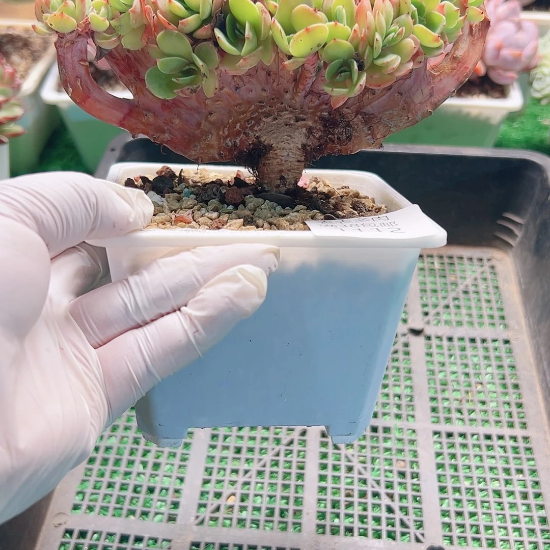 多肉一物拍植物1112
