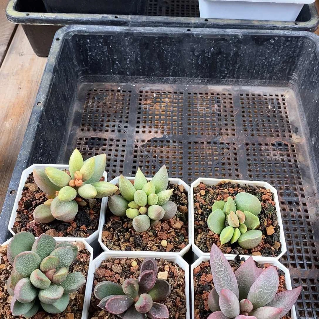 形影水泡多肉植物