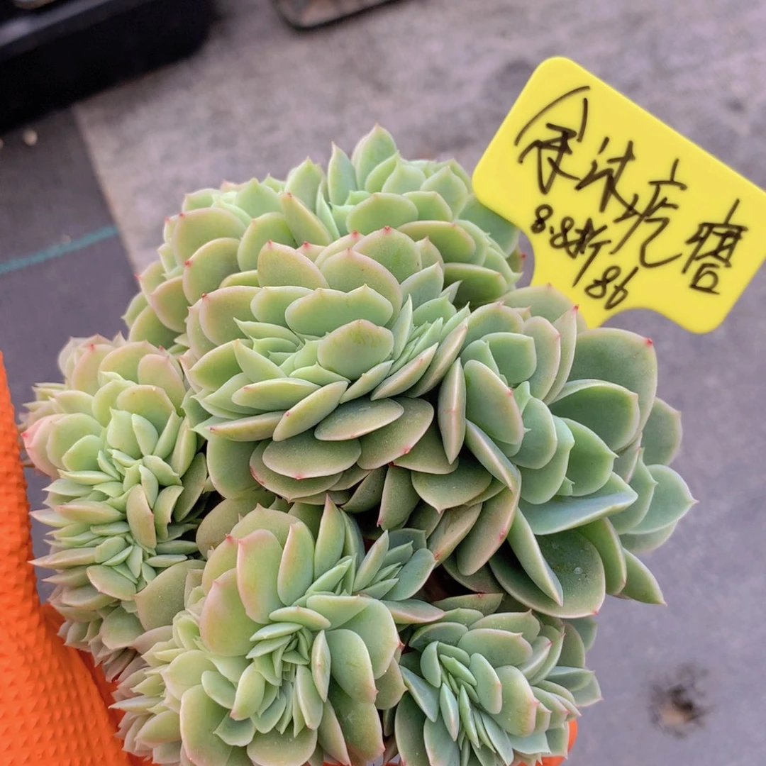 我家的小可爱们都好可爱啊哈哈哈