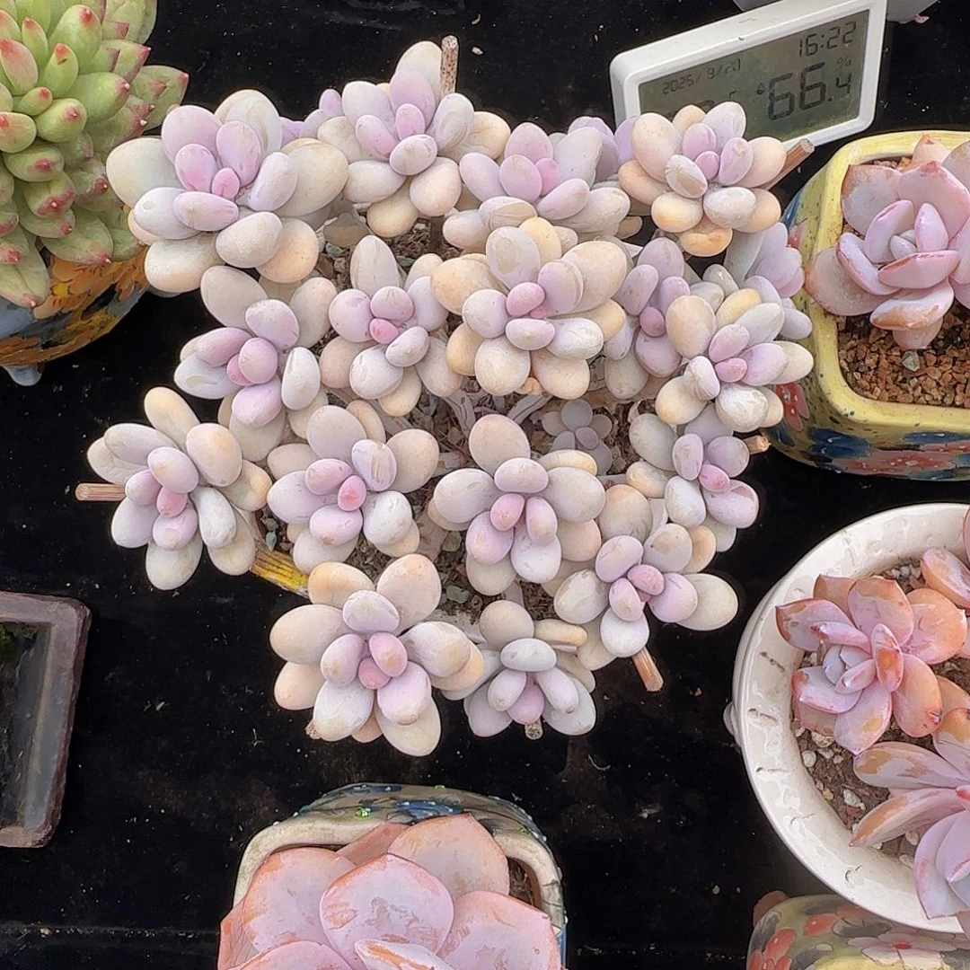 平头精控股桃蛋（好看）