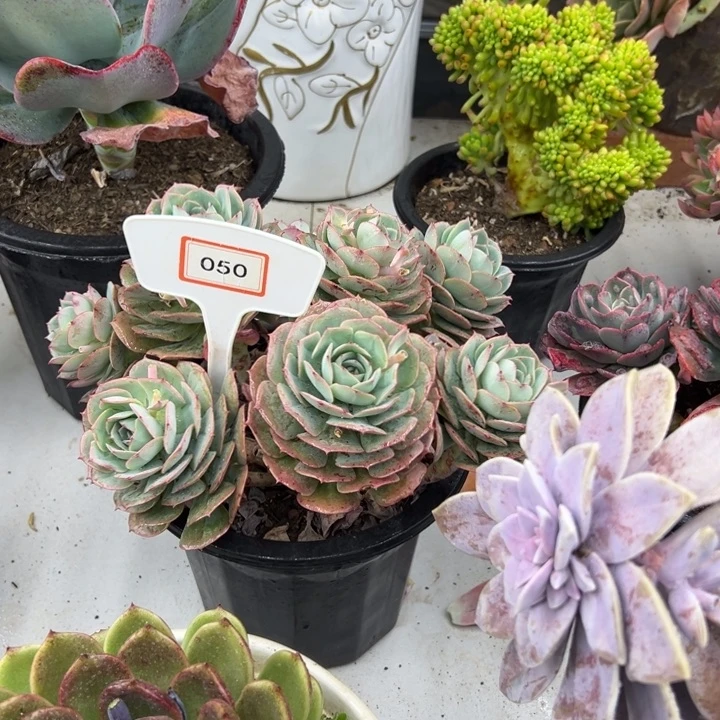 淡*克罗地亚玫瑰多肉050