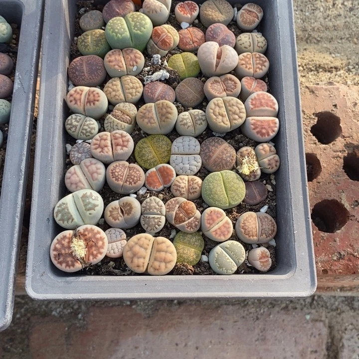 歪***啵生石花等植物的155