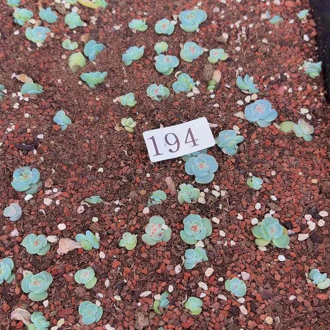 蔚*一多肉植物多肉植物194