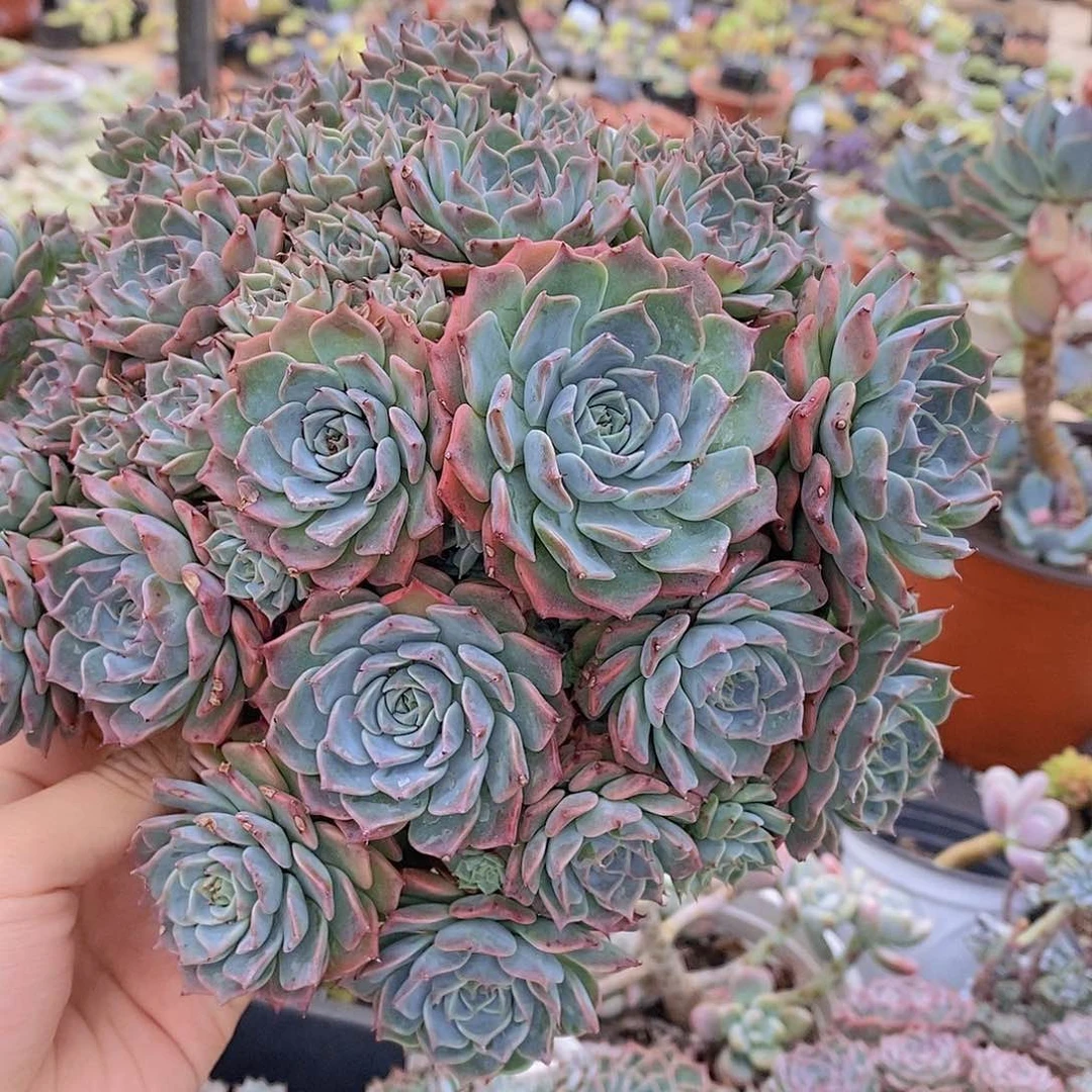 原始海滨格瑞带盆土发货精品