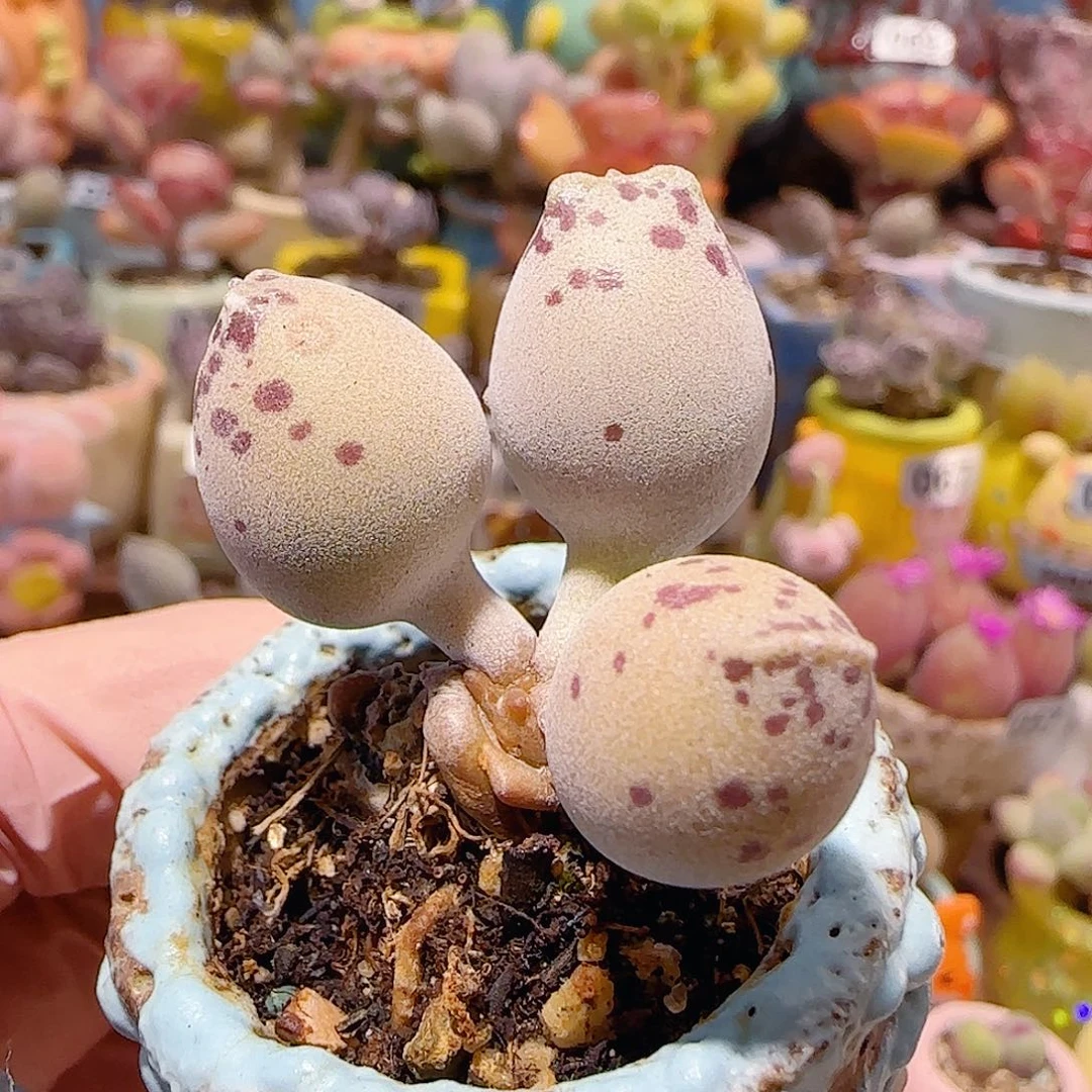 T粉海豹盆口。 3cm