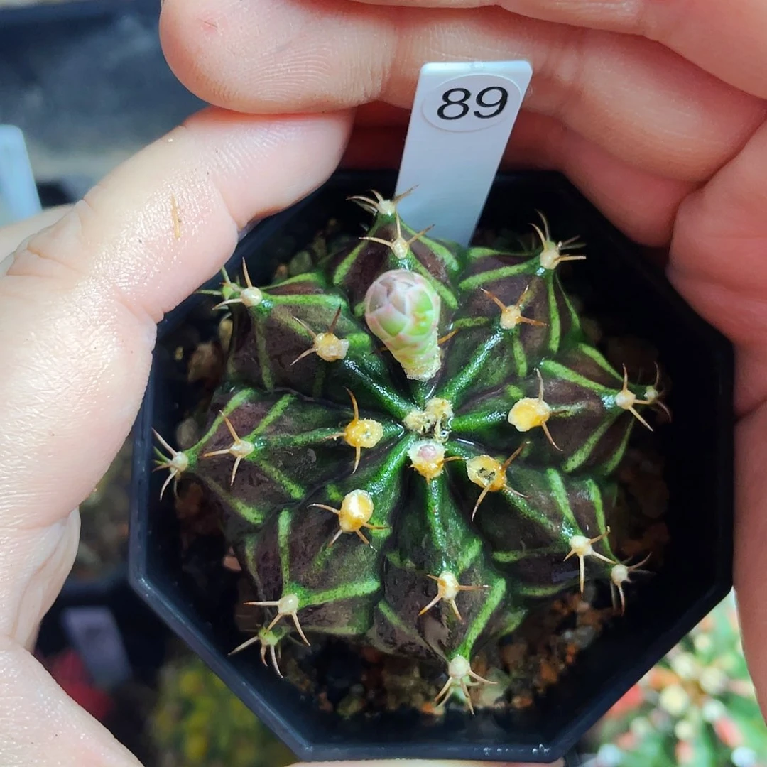 非偏远地区满25包邮仙人球裸根发货