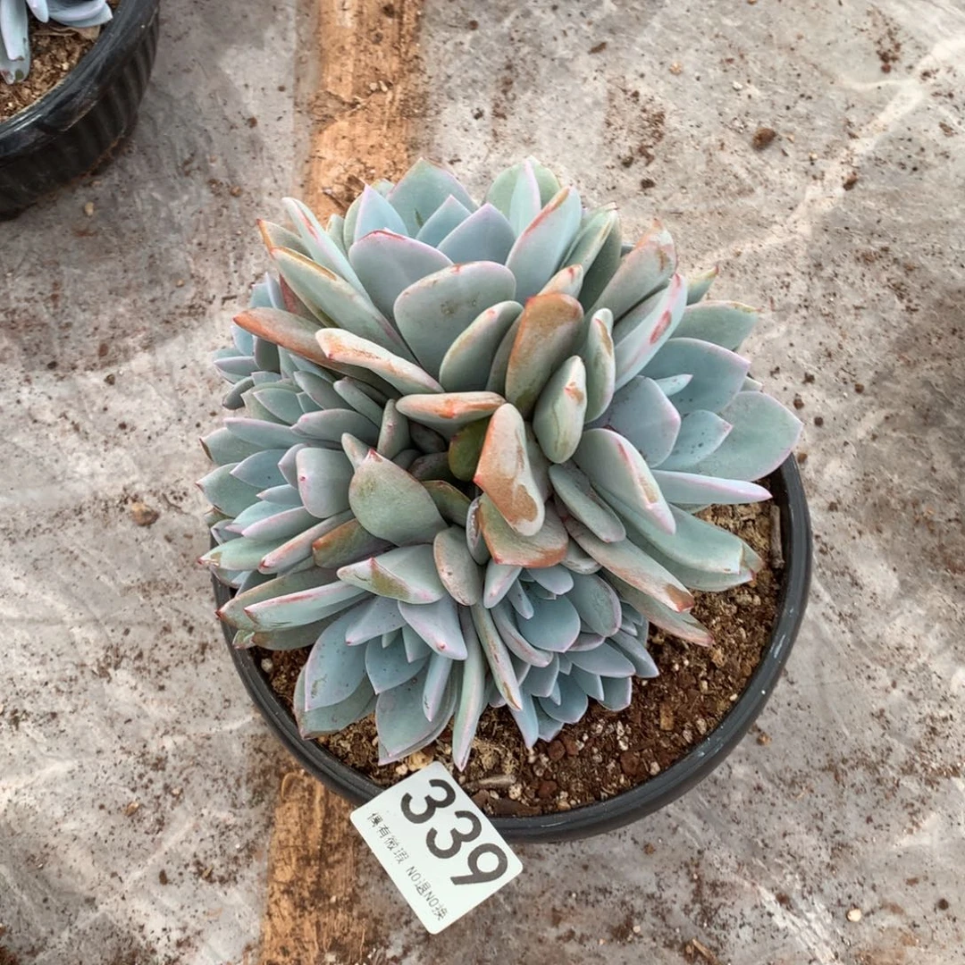 339奶茶多肉植物！！！！！！