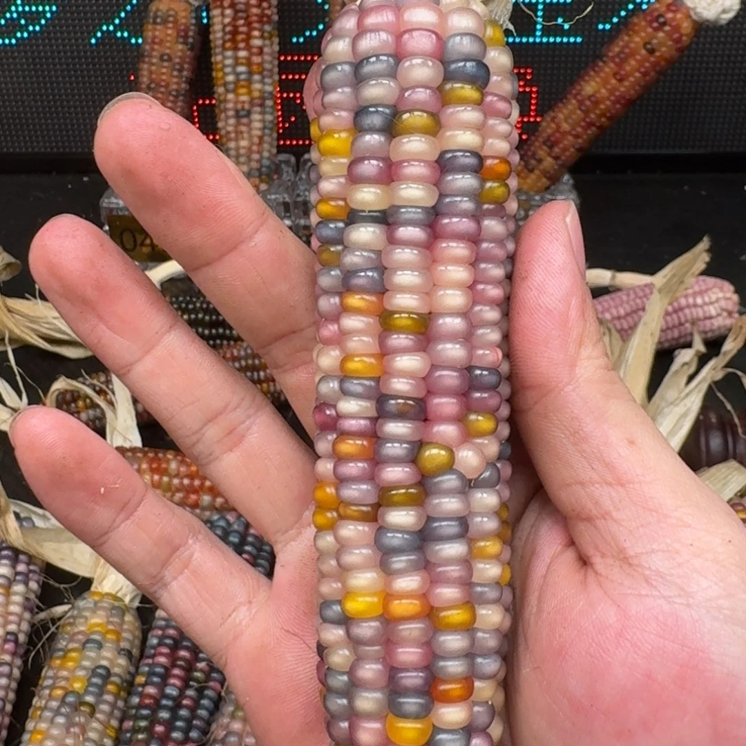 柏香籽/百香籽吊坠～*宁