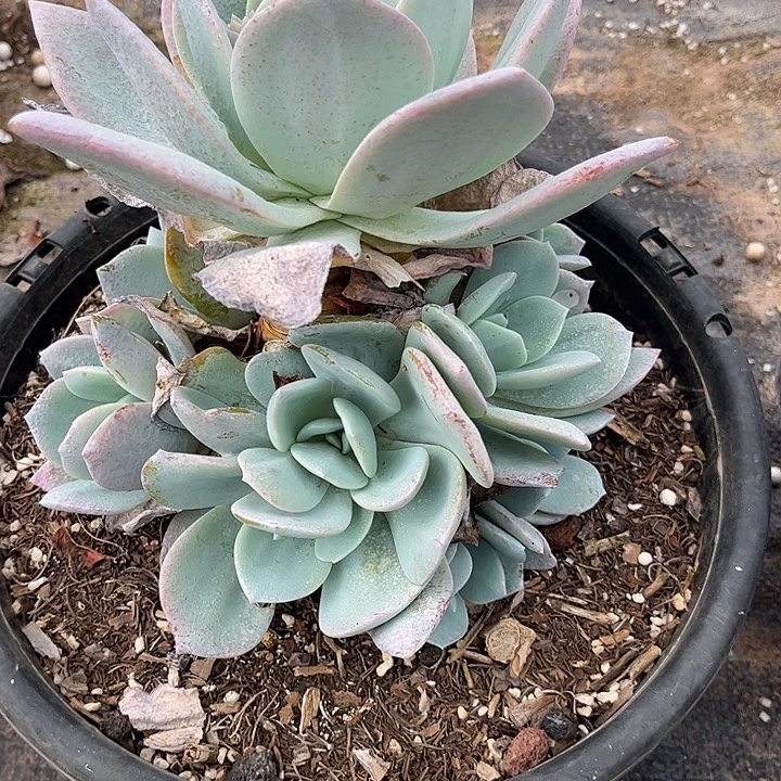 朱***儿奶茶手捧花，一物一拍