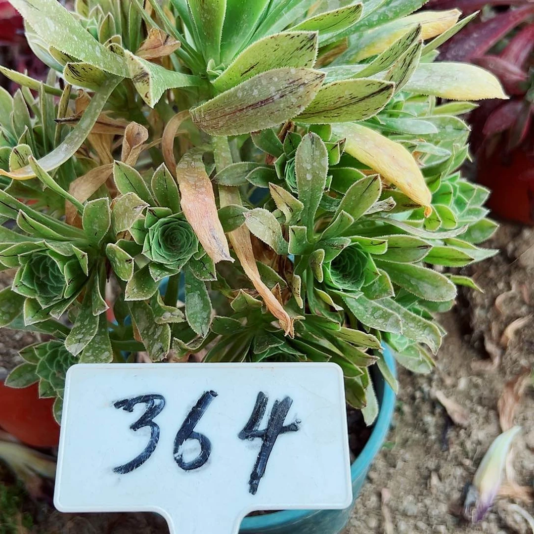 多肉植物原始绿法师