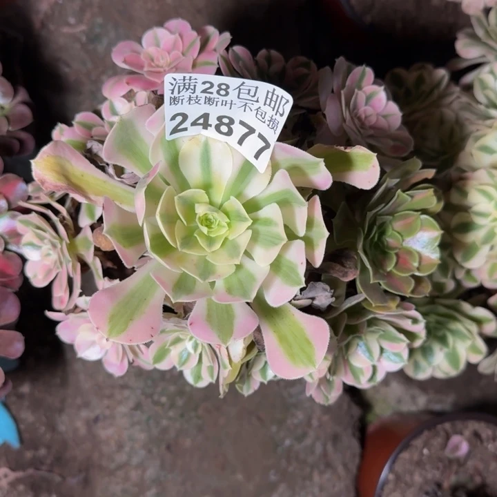 24877南女巫多肉植物