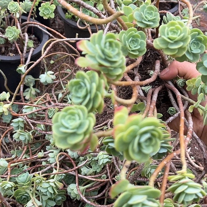 薄化妆2颗9.99多肉植物断枝