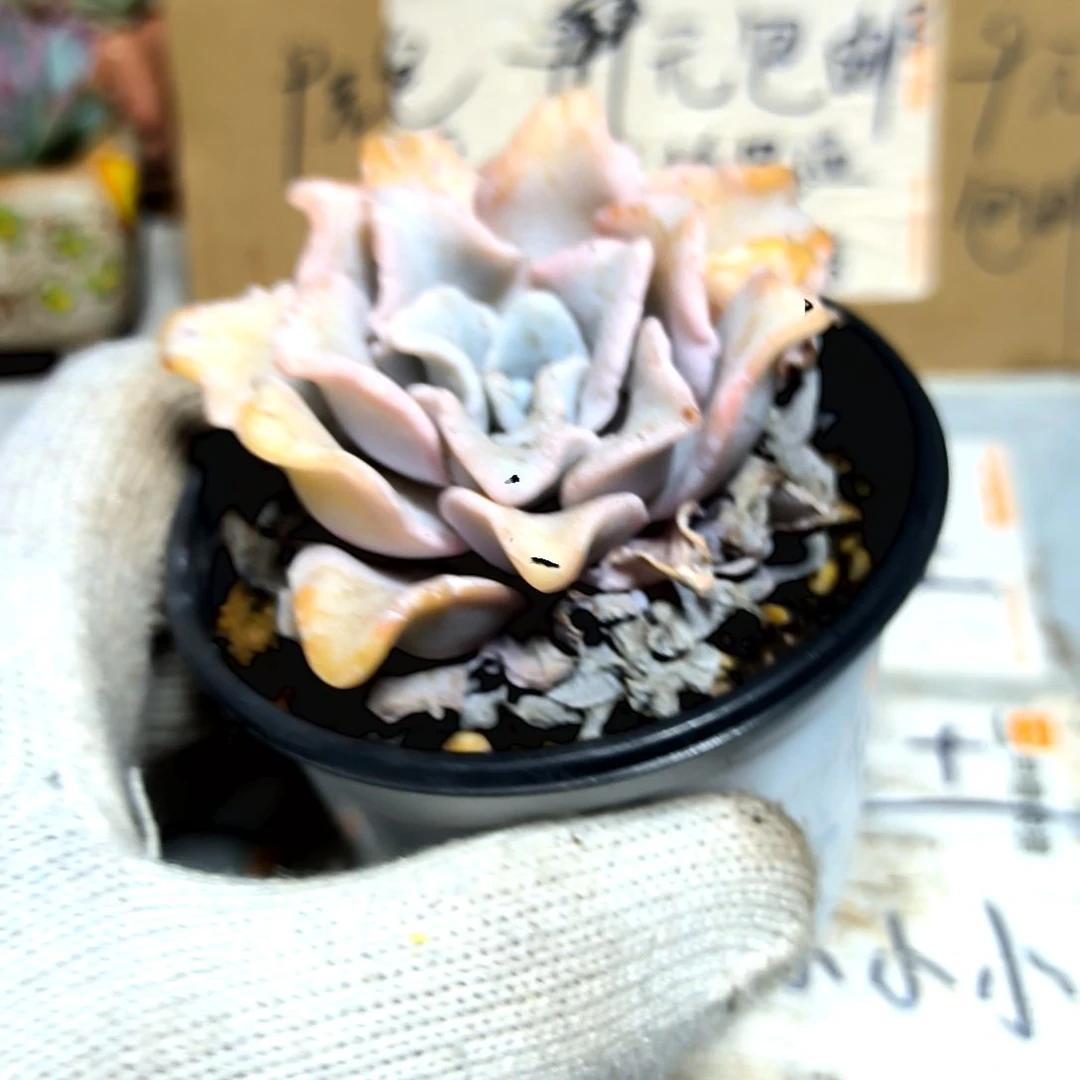 满9元包邮，白饺子皮老苗