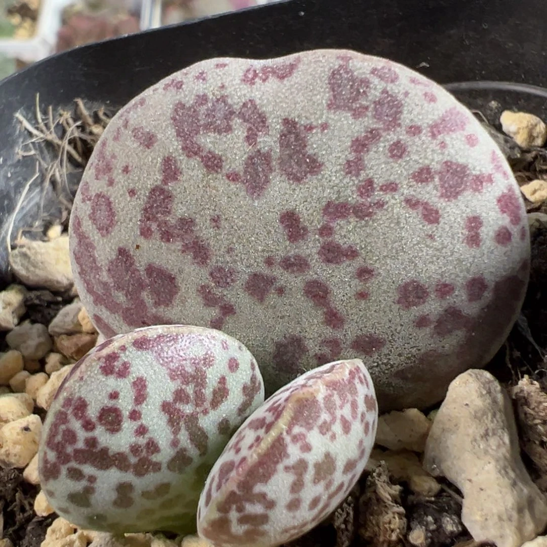 花蛋多肉植物水泡