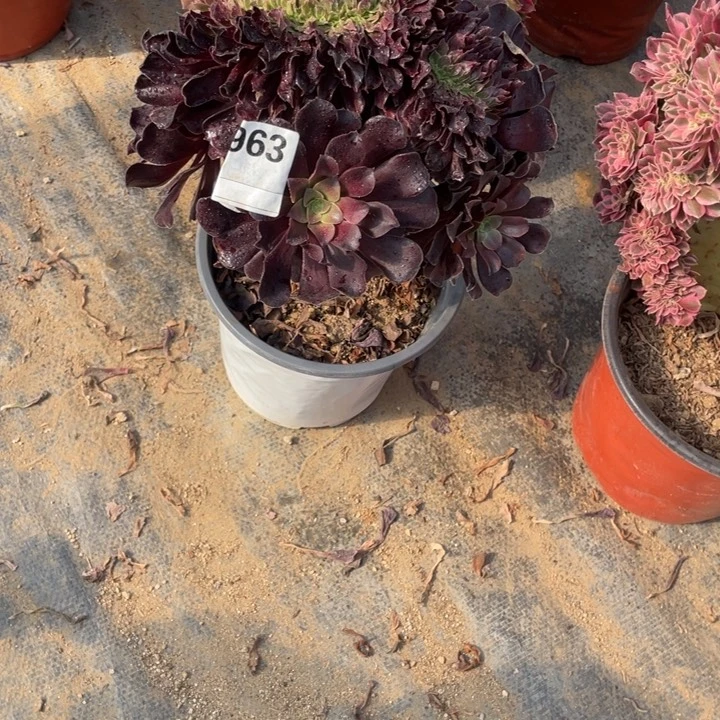 多肉欧紫缀化963