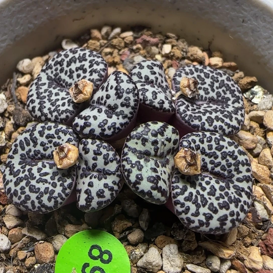 ts603漂亮多肉植物896