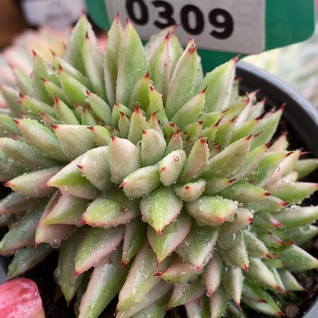 309缀化哈哈哈哈哈哈