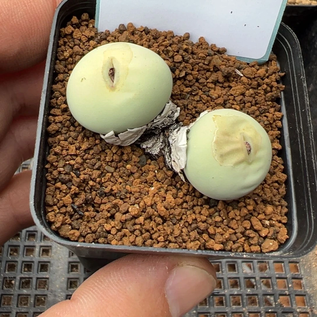 熠***子6-29肉锥多肉植物