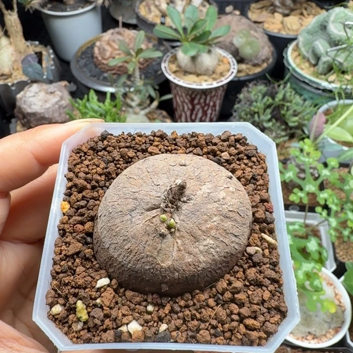 素可泰 220 仙人球