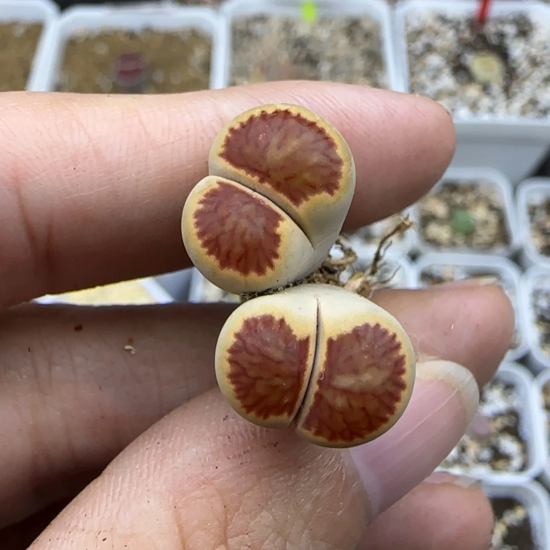 120金圈双头清框福利
