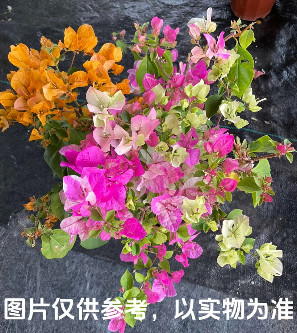 【三羊开泰】三色混栽三角梅花卉勤花四季开花基地直发