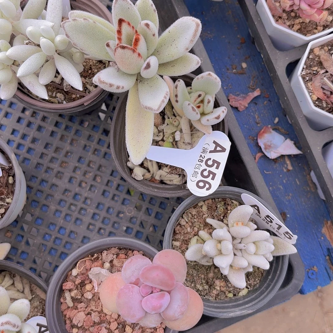 A556福兔耳一物一拍