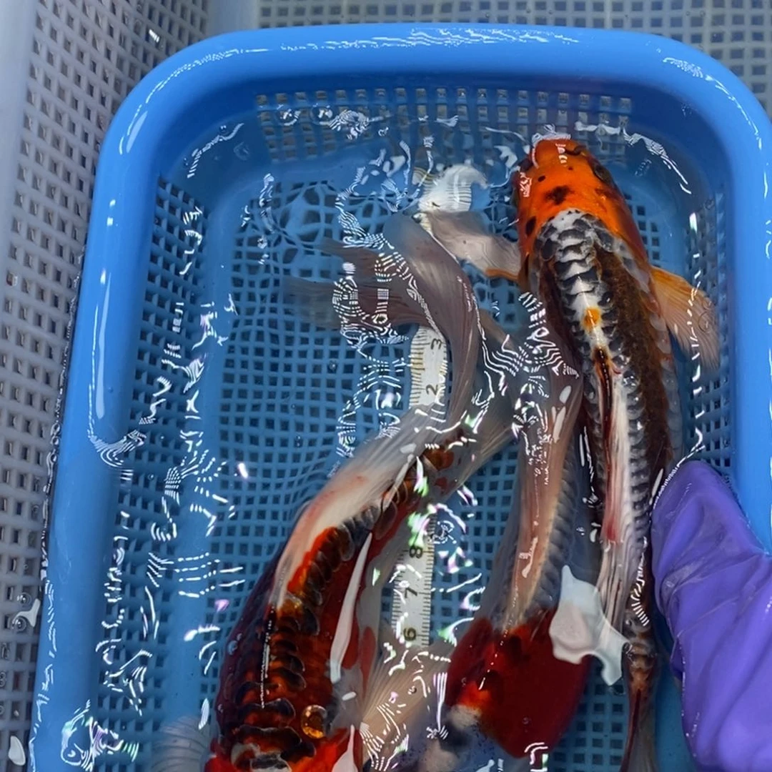 锦鲤冷水锦鲤包邮