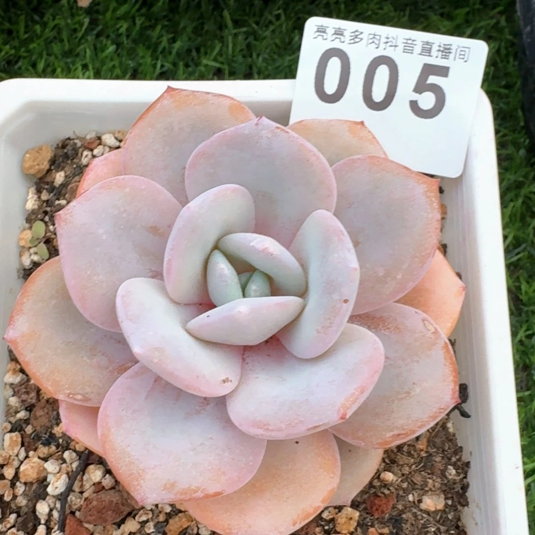 -****y奶茶         多肉植物