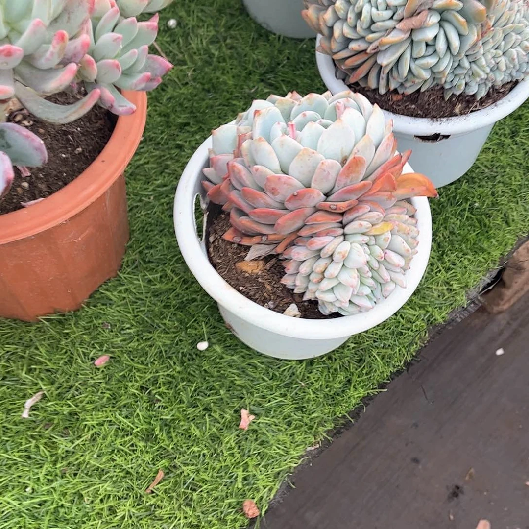 随*橙梦露多肉植物41