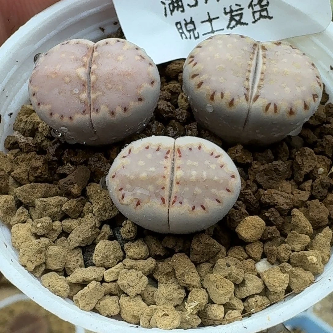 795多肉哈哈哈哈哈哈哈