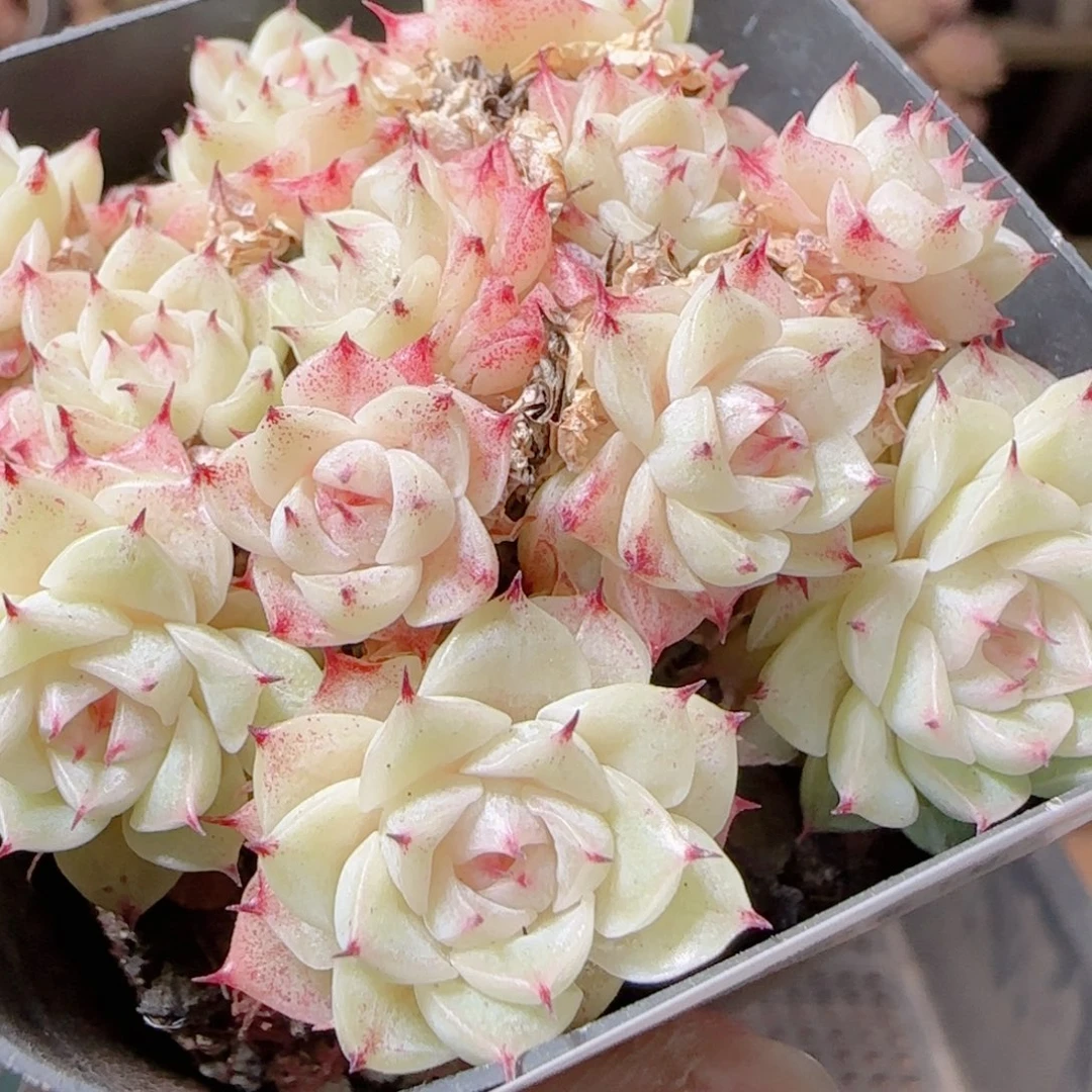 花语多肉1216-205紫魔仙散