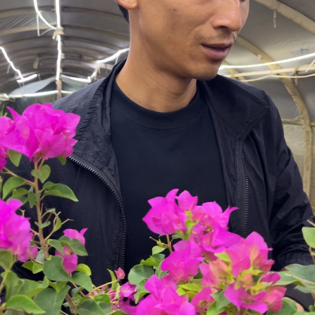 完全开放（暗斑宫粉）三角梅会落花落叶会光杆苗有大有小