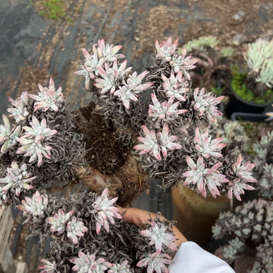 5094海瑟白菊哈哈哈哈哈哈哈