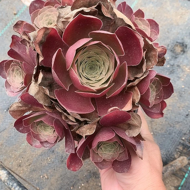 361魅金玫瑰多肉植物