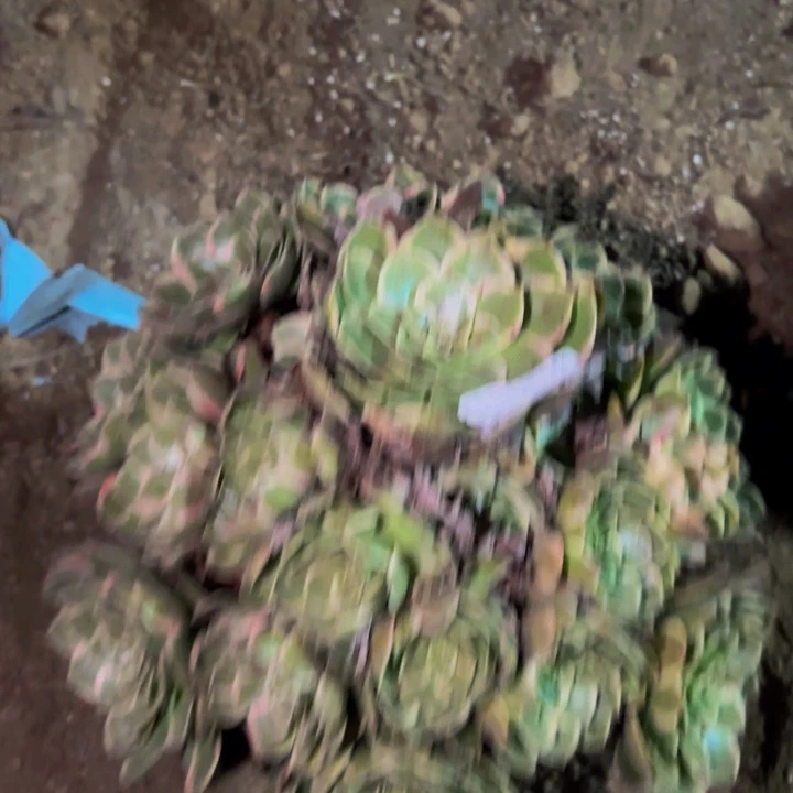 988孔雀翎多肉植物不售后