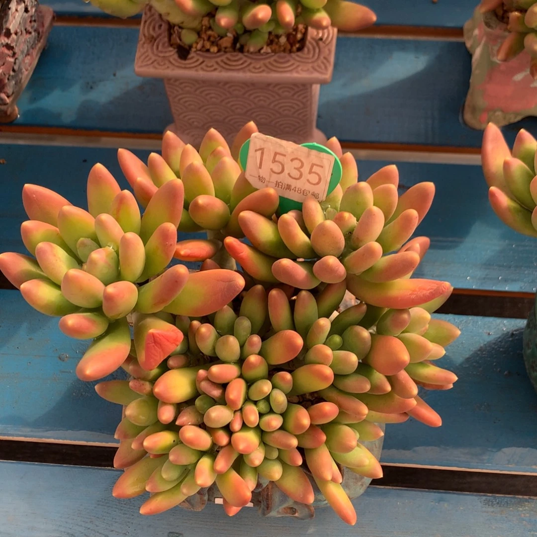 金蝉老桩无砍一物一拍1535