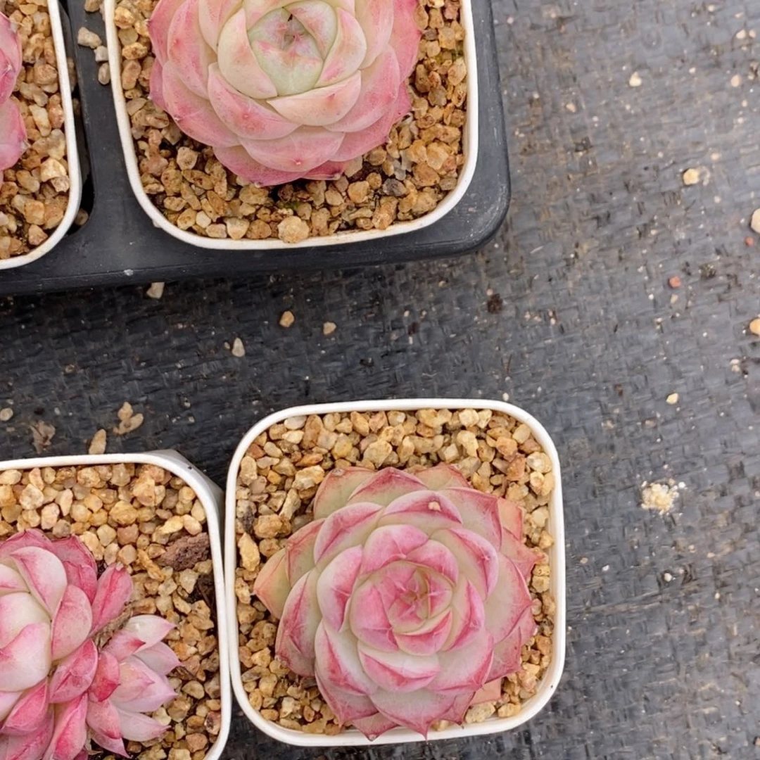 t**.2-109 新疆西藏内蒙不发货多肉