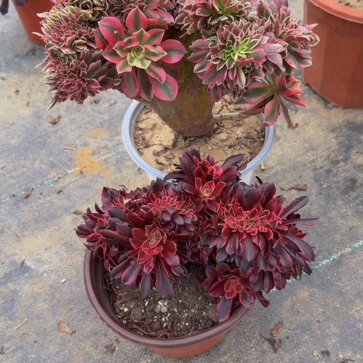 默认微瑕066法师