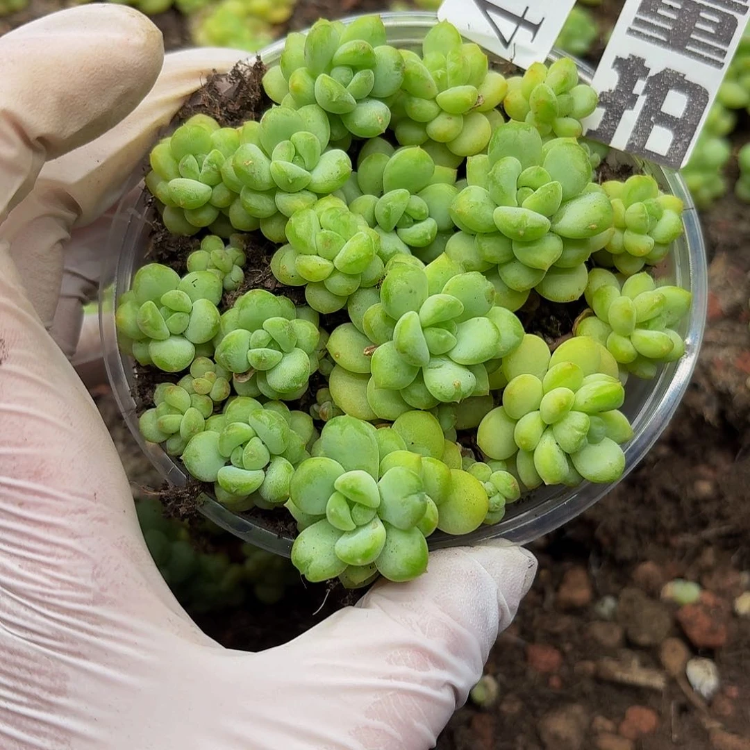 多肉植物多肉植物464量拍