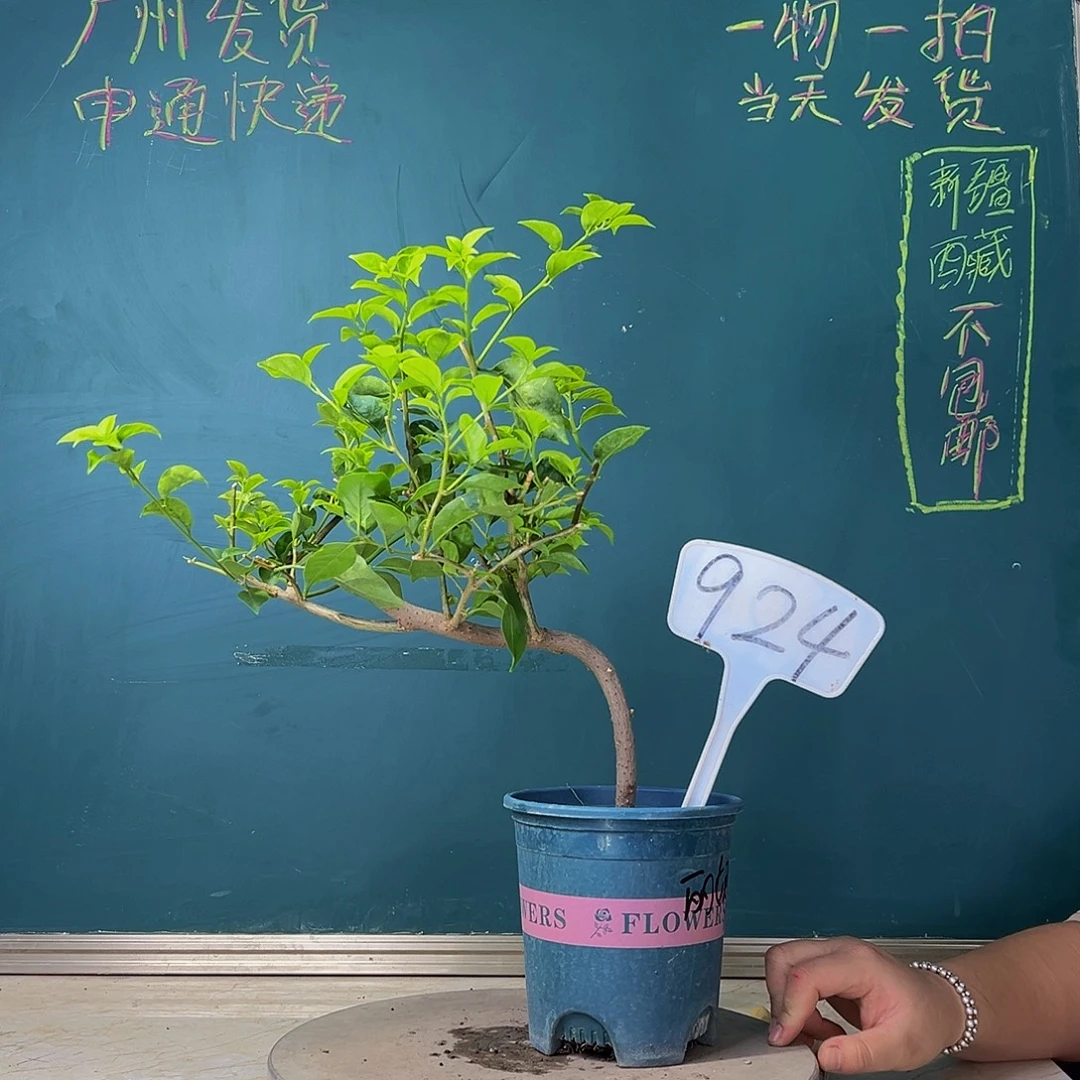 当前无花栽培后可以开花造型杆 绿叶丽娜 924