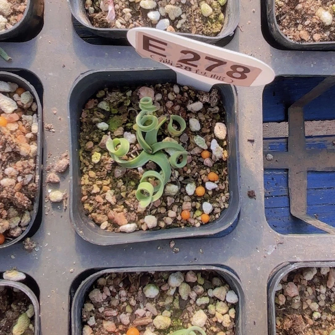 E278贵妃弹一物一拍