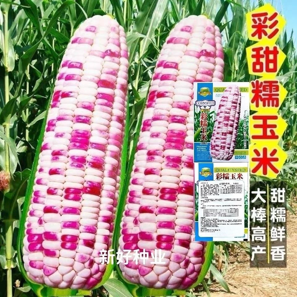 彩糯玉米种子甜加糯玉米种籽超大棒鲜食甜糯玉米非转基因苞米种子