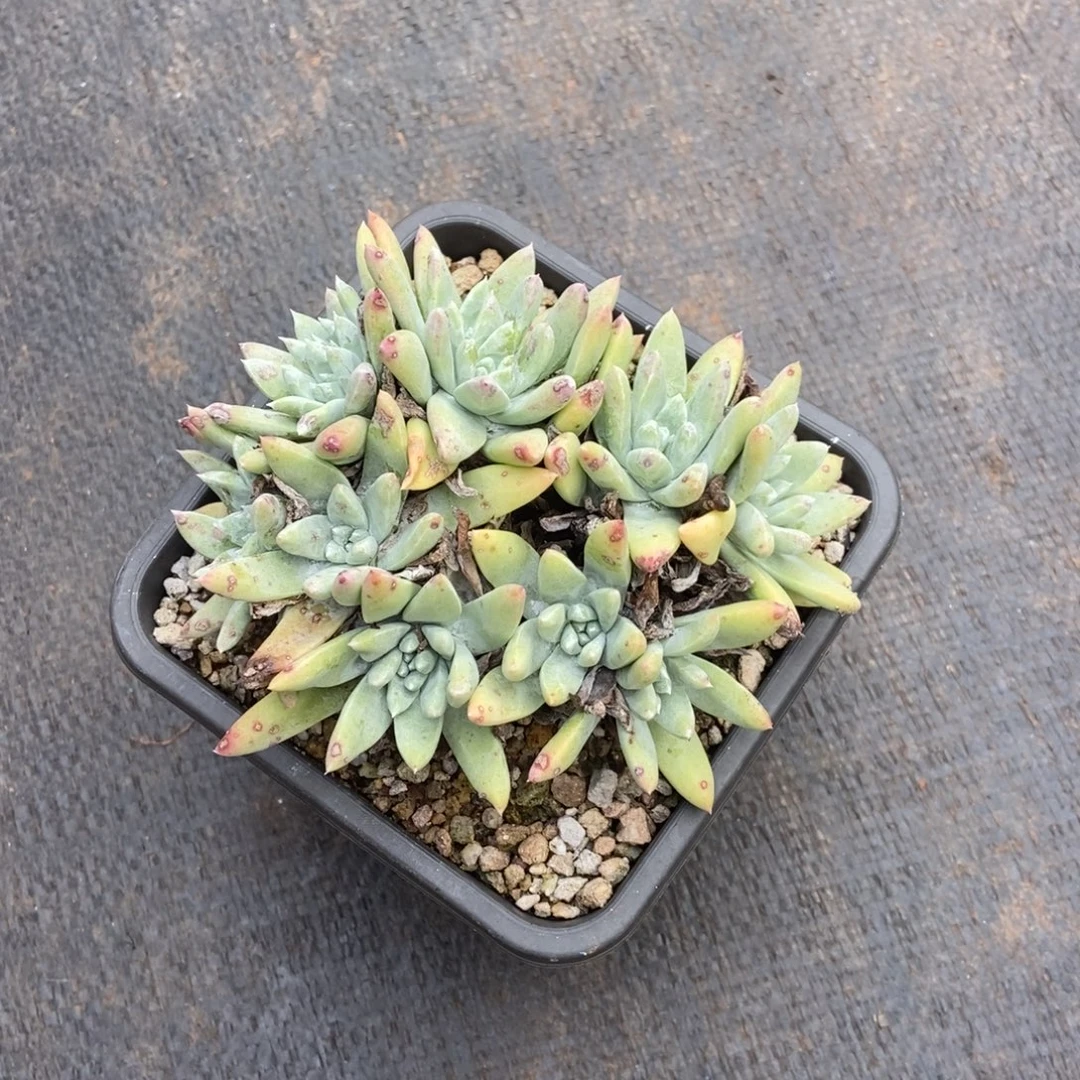 白姆多肉植物啦啦啦
