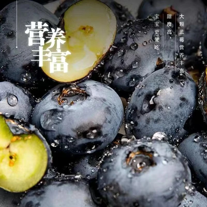巨无霸规格20-22mm 花香蓝莓 新鲜蓝莓水果  带盒100g/盒