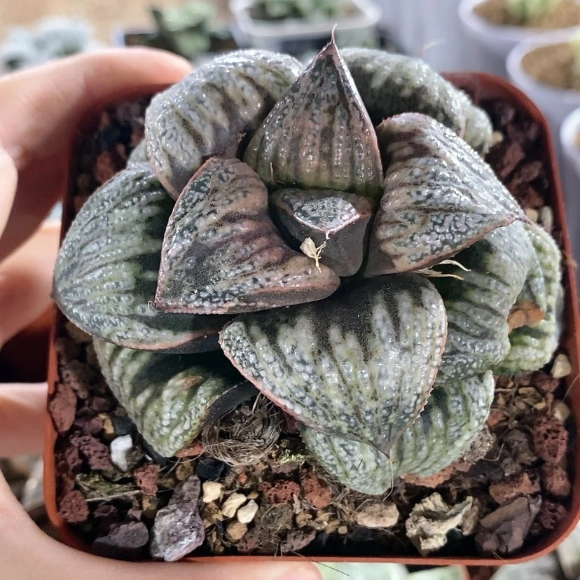 【闪购商品】白泽青蟹